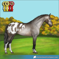 Horse Color:Gray Bay Dun Tobiano Appaloosa 