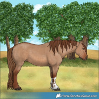 Horse Color:Red Dun and Red Dun