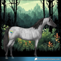 Horse Color:Smoky Blue Roan 