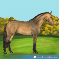 Horse Color:Buckskin 