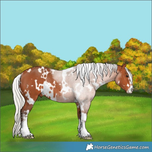 Horse Color:White Spotted Silver Bay Sabino Rabicano 