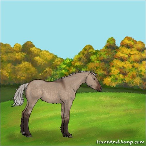 Horse Color:Silver Brown Dun Sabino 