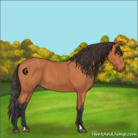 Horse Color:Bay 