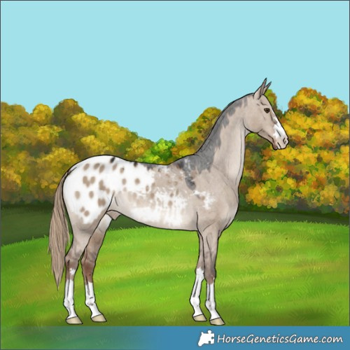 Horse Color:Liver Red Dun Appaloosa 