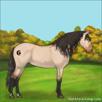 Horse Color:Bay Dun 