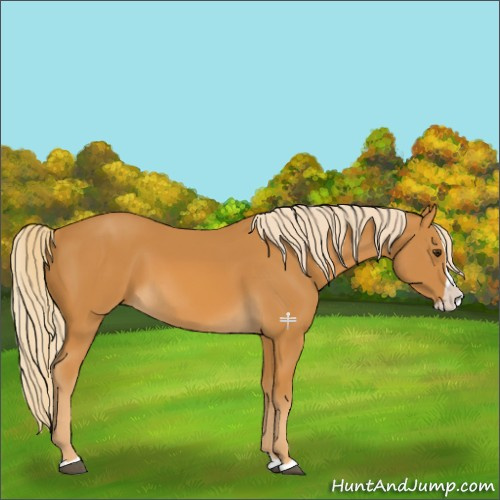 Horse Color:Palomino Splash 