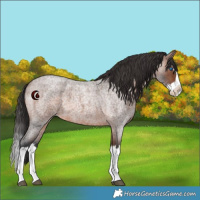 Horse Color:Brown Roan Splash 