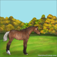 Horse Color:Gray Silver Bay Rabicano 