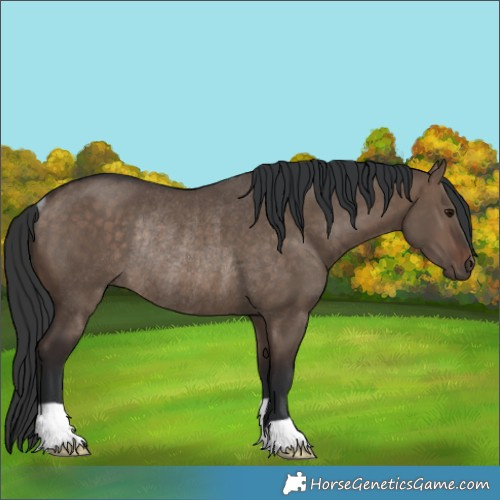 Horse Color:Brown Dun Rabicano 