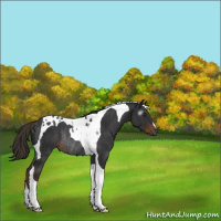 Horse Color:Gray Liver Chestnut Tobiano Rabicano 