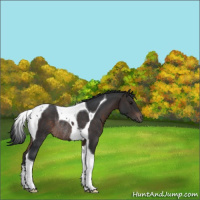 Horse Color:Brown Tobiano Rabicano 