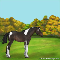 Horse Color:Gray Bay Tobiano Rabicano 