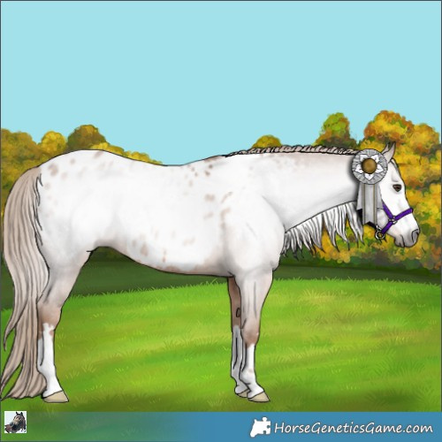 Horse Color:Gray Chestnut Appaloosa Rabicano