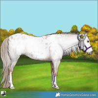 Horse Color:Gray Chestnut Blanket Rabicano 