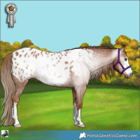 Horse Color:Gray Chestnut Appaloosa Rabicano 