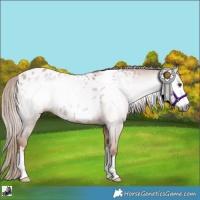 Horse Color:Gray Chestnut Appaloosa Rabicano