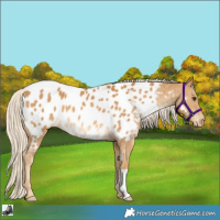 Horse Color:Palomino Near Leopard