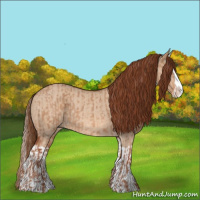 Horse Color:Red Dun Splash  and Red Dun Splash Rabicano 