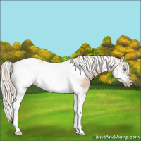Horse Color:Chocolate Palomino Pearl Tobiano Frame  and Chocolate Palomino Pearl Splash Tobiano Frame 