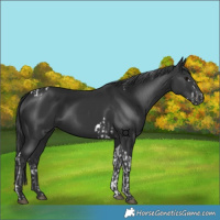 Horse Color:Black Splash Tobiano and Black