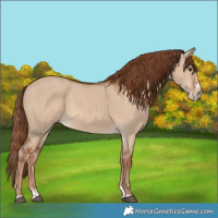 Horse Color:Red Dun  and Red Dun Splash 