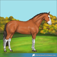 Horse Color:Bay Splash 