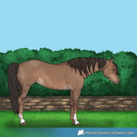 Horse Color:Liver Red Dun and Liver Red Dun