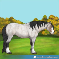 Horse Color:Brown Roan Dun Sabino