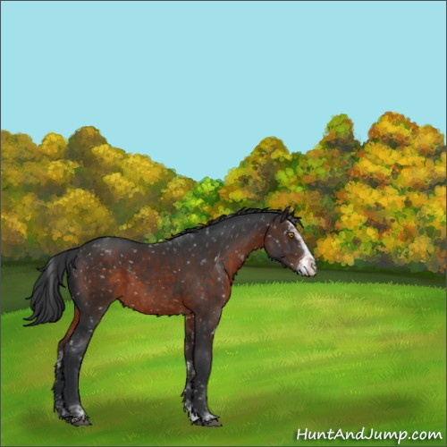 Horse Color:Brown Sabino Appaloosa 