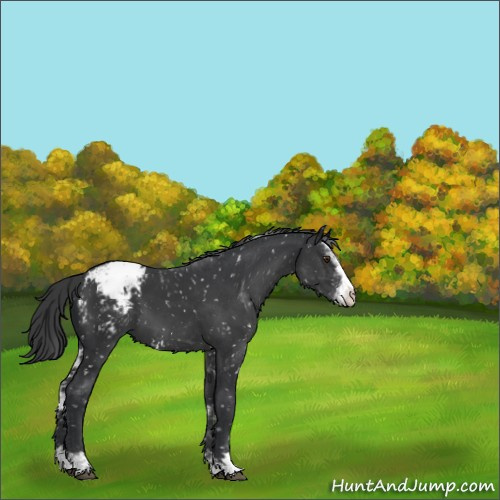 Horse Color:Black Sabino Appaloosa Rabicano 