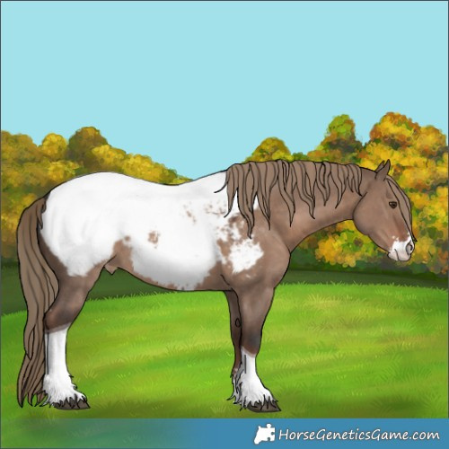 Horse Color:Liver Red Dun Sabino Tobiano Appaloosa Rabicano 