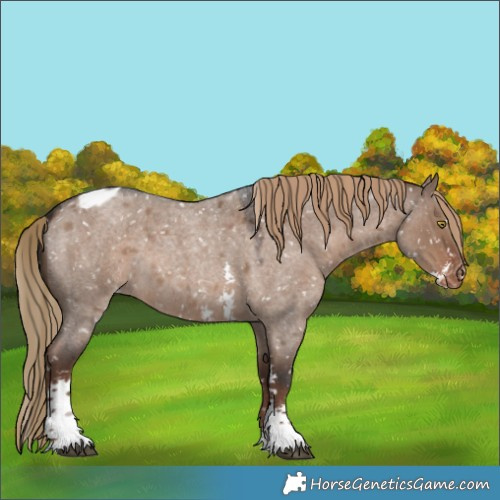 Horse Color:Liver Red Dun Roan Sabino Appaloosa 
