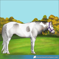 Horse Color:Gray Buckskin Tobiano Rabicano