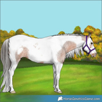 Horse Color:Bay Roan Splash Tobiano Frame 