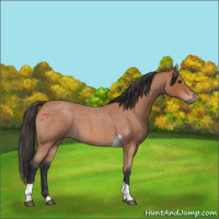 Horse Color:Bay Roan Tobiano 