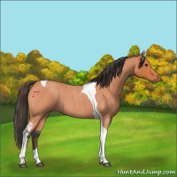 Horse Color:Bay Roan Tobiano 