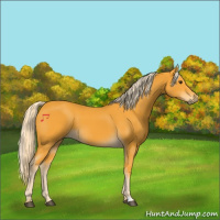 Horse Color:Palomino 