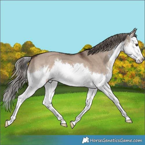Horse Color:White Spotted Liver Red Dun Mushroom Splash 