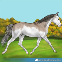 Horse Color:White Spotted Liver Red Dun Mushroom Splash 