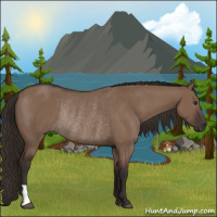 Horse Color:Liver Red Dun Rabicano 
