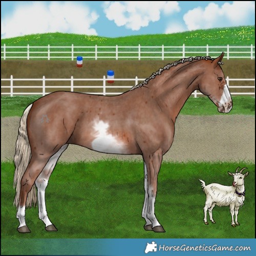 Horse Color:White Spotted Chestnut Sabino Frame 