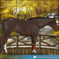 Horse Color:Liver Chestnut Tobiano 