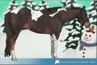 Horse Color:Liver Chestnut Tobiano 