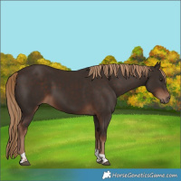 Horse Color:Liver Chestnut Tobiano 