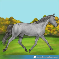 Horse Color:Black Appaloosa Rabicano 