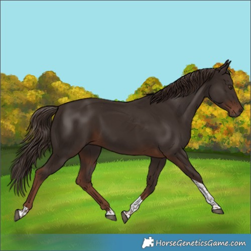 Horse Color:Liver Chestnut Tobiano