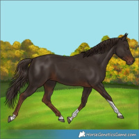 Horse Color:Liver Chestnut Tobiano