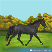 Horse Color:Black Appaloosa Rabicano 
