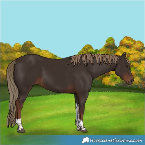 Horse Color:Liver Chestnut Tobiano 