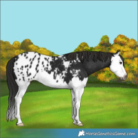 Horse Color:Gray Black Splash Appaloosa 